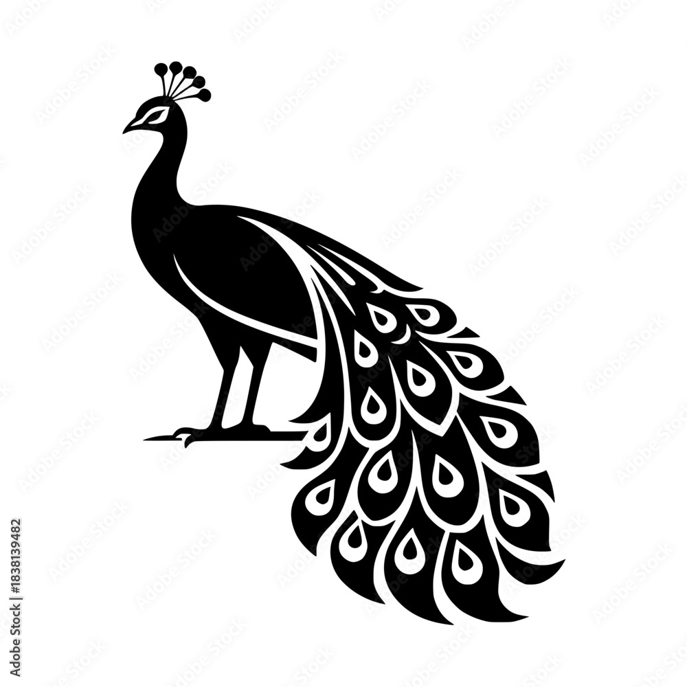 Fototapeta premium peacock vector illustration