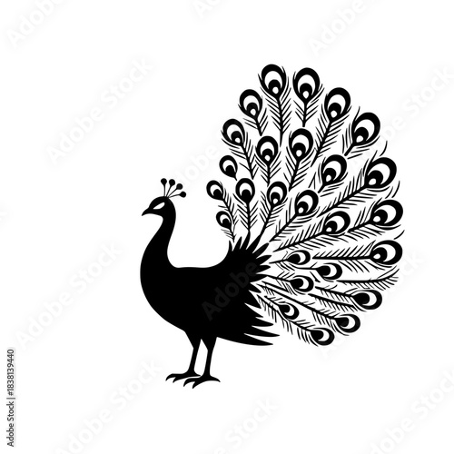 peacock isolated on white