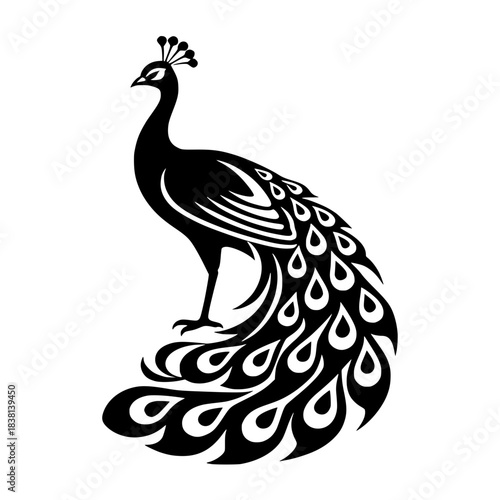 peacock feather vector illustration