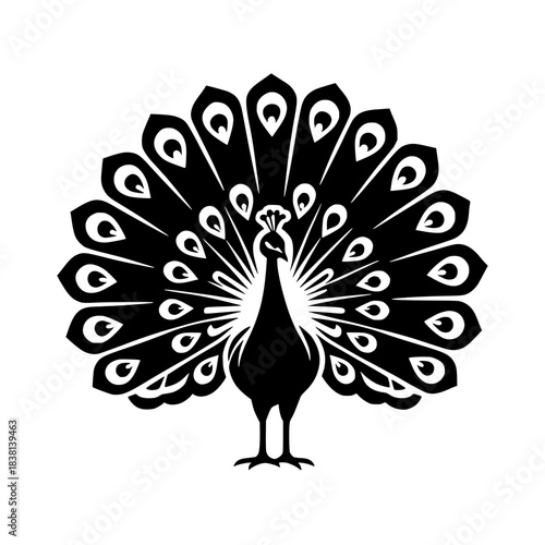 Wallpaper Mural peacock feather vector illustration Torontodigital.ca