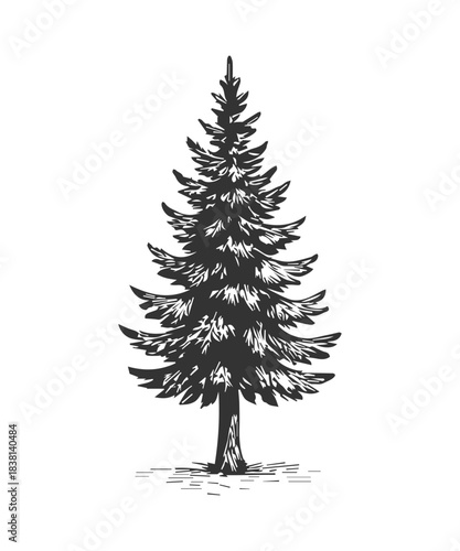 Doodle pine tree, fir tree icon sketch drawing, engraved illustration.