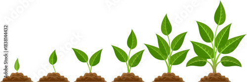 Phases plant growing