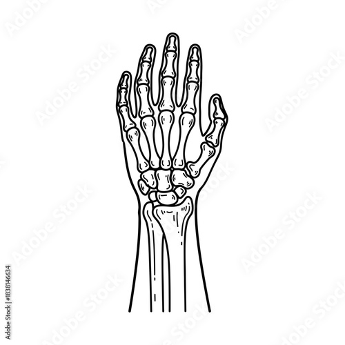 Detailed Anatomical Skeleton of Human Hand and Forearm Line Drawing Black White Outline
