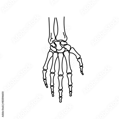 Detailed Anatomical Illustration of Human Hand Skeleton With Four Fingers Black White Outline