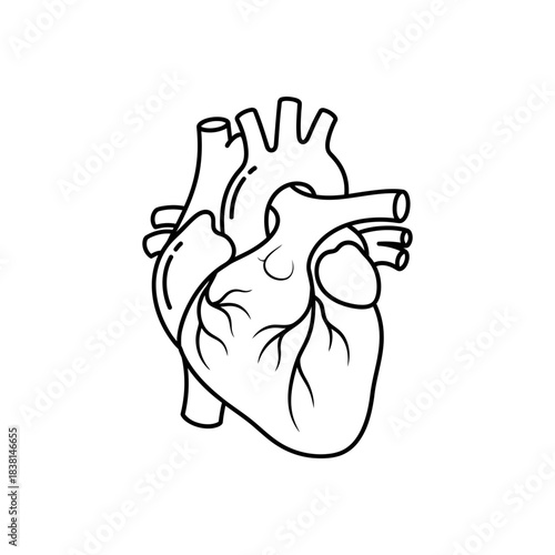 Detailed Human Heart Anatomy With Blood Vessels and Arteries Illustration Cardiovascular System