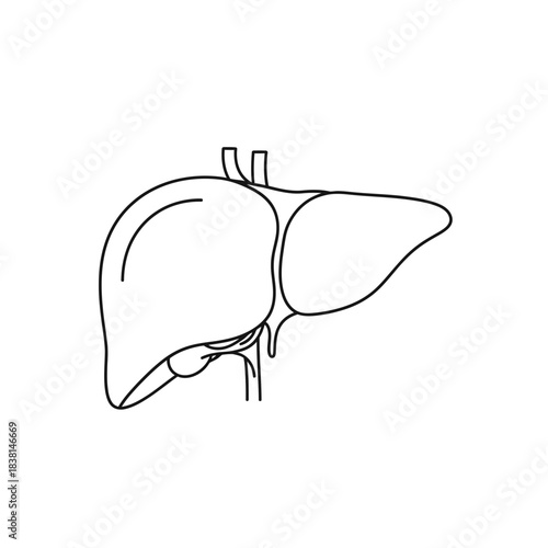 Detailed Medical Diagram of Liver Gallbladder Bile Ducts Anatomical Structure Outline Health