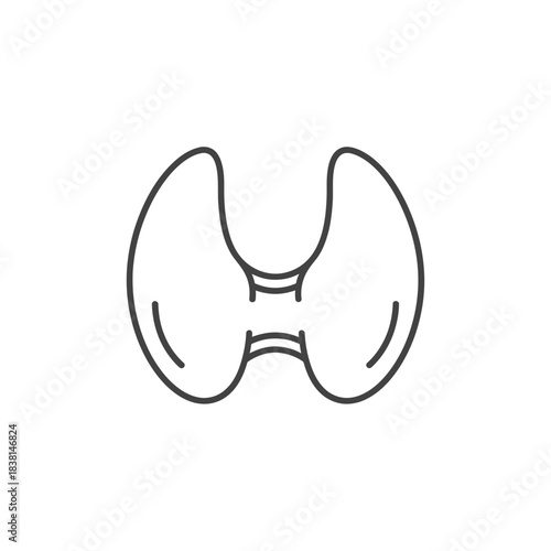 Clear Thyroid Gland Anatomy Line Art Medical Illustration Healthcare Concept Endocrine