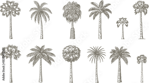 Collection of various palm tree illustrations in a vintage hand drawn style
