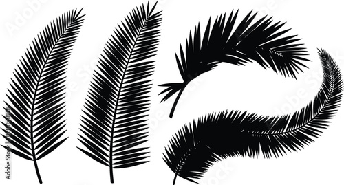 Elegant black and white palm fronds arranged in a botanical composition
