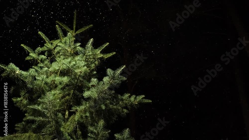 Snowfall on Christmas Tree at Night in a Tranquil Winter Wonderland – Snow-Covered Pine Trees, Frozen Landscape, and Peaceful Holiday Scene. Snowing Winter Background