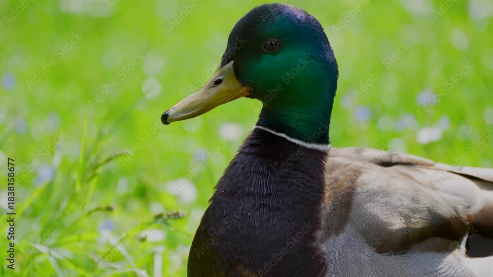 custom made wallpaper toronto digitala mallard in the green grass