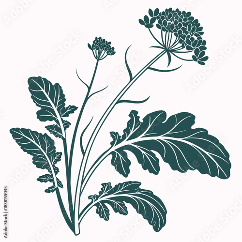 Obraz na plátně brassica vector