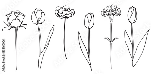 手描きの花・植物イラストセット・線画02