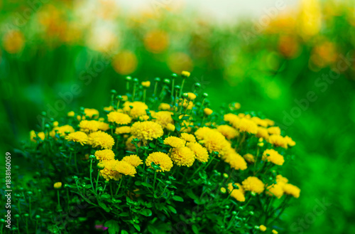 Yellow garden flowers on a blurred picturesque background.