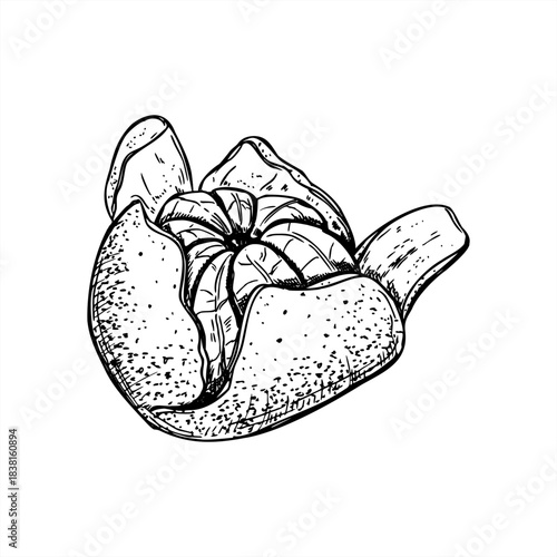 Mandarin orange with torn peel vector illustration in black ink etching style. Side view. Sweet ripe tangerine citrus graphic sketch. Hand drawn fruit element for organic stores, packaging design