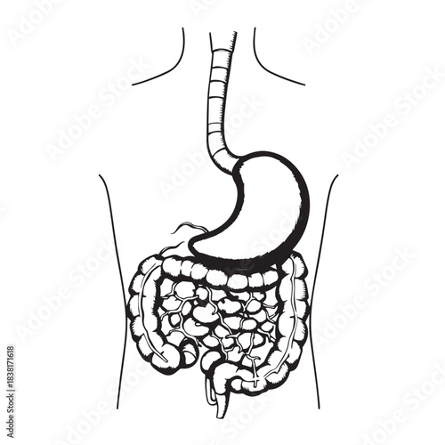 Hand drawn illustration of the human digestive system stomach and intestines vector.