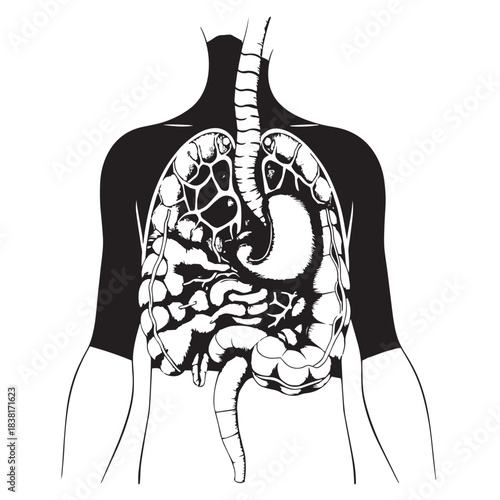Hand drawn illustration of the human digestive system stomach and intestines vector.