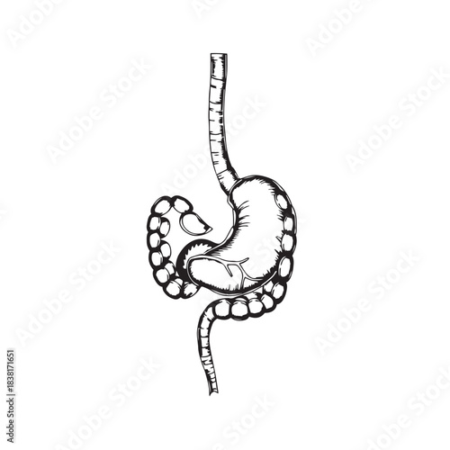 Hand drawn illustration of the human digestive system stomach and intestines vector.