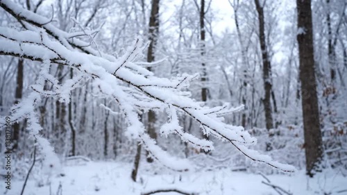 Wallpaper Mural Snowy branches in winter forest landscape, white snow on trees in nature scene. Winter landscape and weather concept. Torontodigital.ca