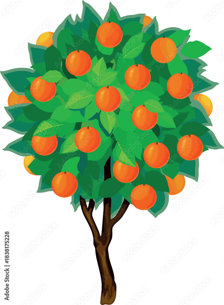 Fototapeta premium Orange tree with green crown and fruits isolated on white background