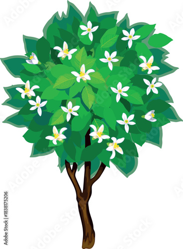 A flowering orange tree with a green crown isolated on white background