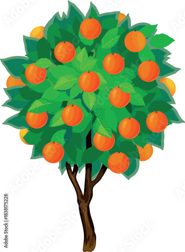Orange tree with green crown and fruits isolated on white background