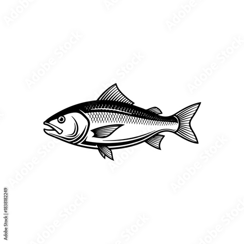 Black and white illustration of a salmon or bass fish swimming