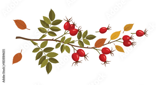 An autumnal illustration featuring a rose hip branch laden with bright red rose hips and a mix of green and falling golden leaves.