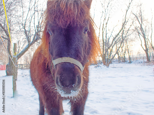 Pony in Winter Landscape