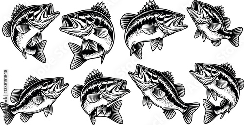 Vintage style black and white illustration of multiple largemouth bass fish patterns