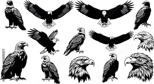 Collection of detailed black and white eagle illustrations in various poses and perspectives