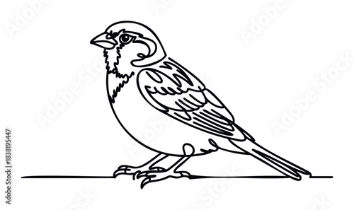 Minimalist single line drawing of a small sparrow perched on a thin branch, perfect for nature blogs and ornithology resources