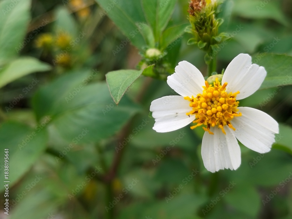 Obraz premium A white flower with a yellow center, surrounded by lush green leaves, captured in natural light. Ideal for botanical illustrations and nature themes.