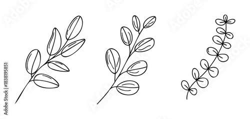 Minimalist line art botanical branches with delicate leaves for natural motifs and organic graphic themes