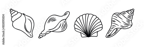 Collection of four distinct hand drawn shells and seashells symbolizing beach vacations and marine life, perfect for summer themed designs and oceanographic projects.