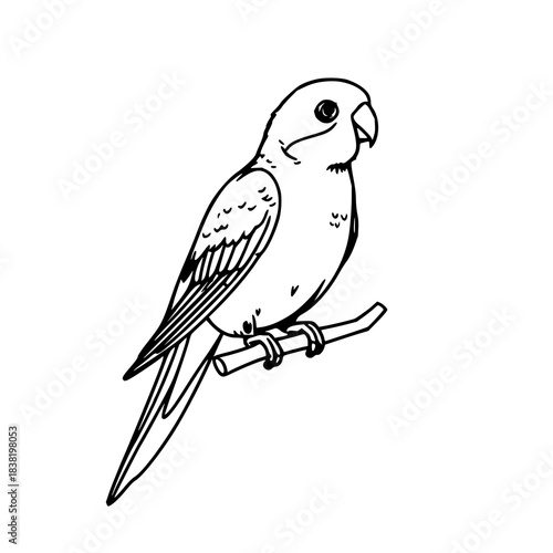 Minimal black line art parrot perched on a branch, clean and elegant outline style perfect for prints, stickers, logos, and modern digital designs.