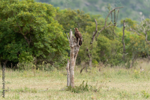 Konstfotografi Aigle ravisseur,Aquila rapax, Tawny Eagle