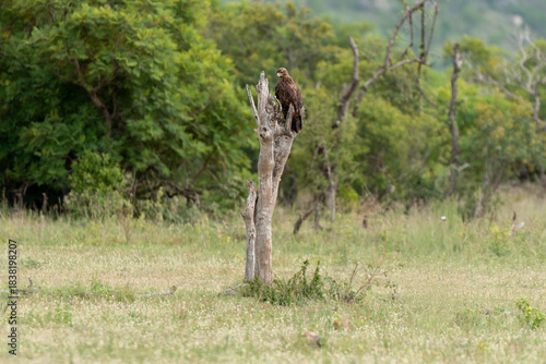 Aigle ravisseur,Aquila rapax, Tawny Eagle