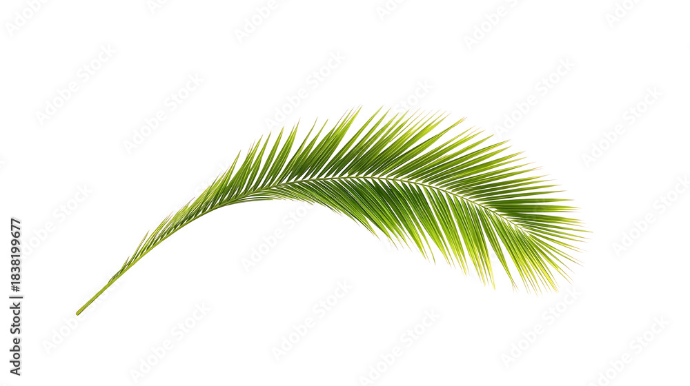 Fototapeta premium Single green palm frond isolated on white background
