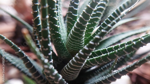 Closeup of a haworthia succulent plant