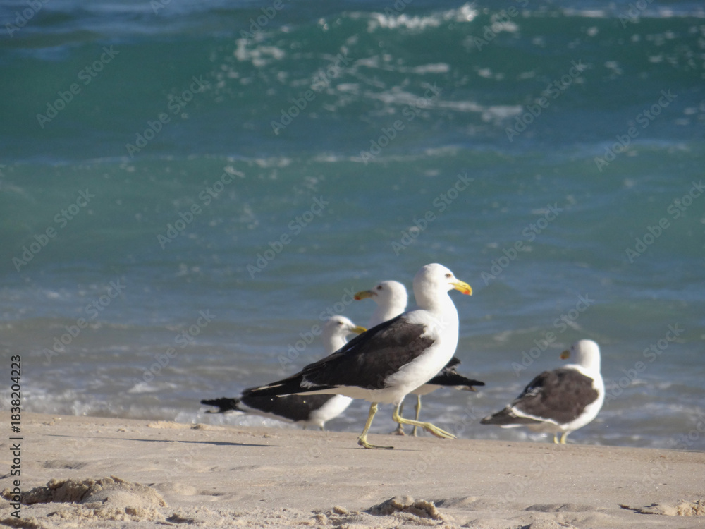 Fototapeta premium Seagulls walking on beach by the ocean