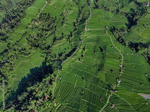 Aerial Top Down View Rice Terraces Lush Green Patchwork Of Terraced Paddies, Winding Footpaths, Scattered