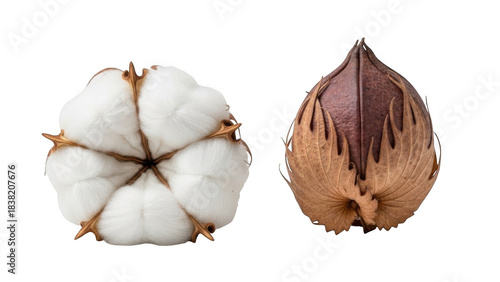 Cotton boll and opened cotton ball isolated on transparent background