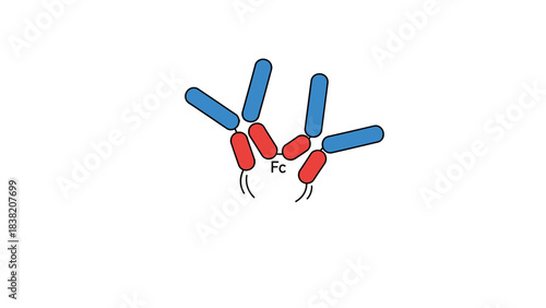 Vector Illustration of the Molecular Structure of Immunoglobulin Antibody with Fc Fragment.