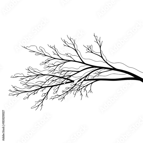 Hand Drawn Snow Covered Winter Tree Branch Vector Illustration