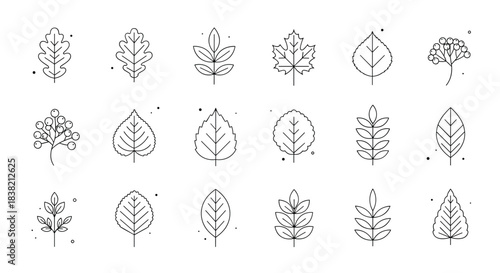 A collection of various tree leaves including oak maple and birch in a minimalist dotted line art style on a white background.