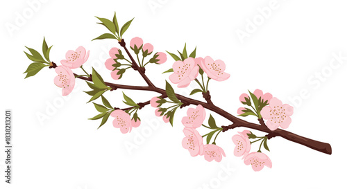 A realistic blooming branch of a peach tree with pretty pink flowers buds and fresh green leaves on a white background.