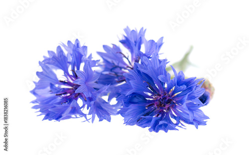 Blue Cornflower isolated on white background. Centaurea cyanus or bachelor's button flowers.