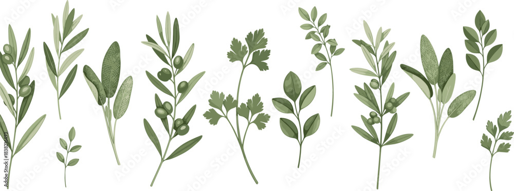 Fototapeta premium Hand Drawn Green Herb Vector Set Featuring Botanical Leaves, Aromatic Plants, and Natural Foliage Illustration Collection