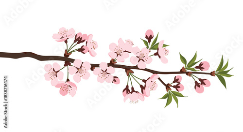 A beautifully detailed illustration of a blooming cherry blossom branch with delicate pink sakura flowers and fresh green leaves isolated on a white background.